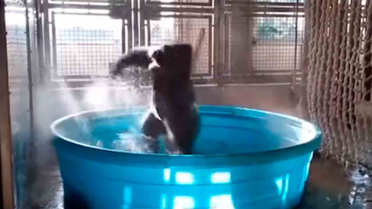 Rolig video: gorilla "går loss" under bad i pool (Foto och video: Instagram @gorillablew)