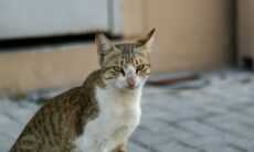 Fatalidade da gripe aviária em gatos atinge 90%, alertam cientistas