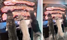 Vídeo hilário: cães gulosos "enlouquecem" com bacon, mesmo que seja na TV (Foto: Instagram)