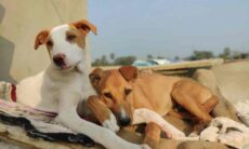 Cães têm uma vida social muito melhor que a dos donos, indica estudo