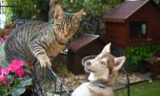 Ciência explica por que gatos vivem mais que cães