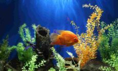 Saiba quando é preciso se conformar com a morte do seu peixe e como os veterinários realizam a eutanásia