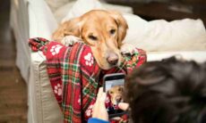 5 dicas infalíveis para fazer a foto perfeita do seu cão