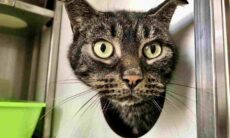 Conheça Finn, gato que sobreviveu a 52 dias de abandono em casa vazia