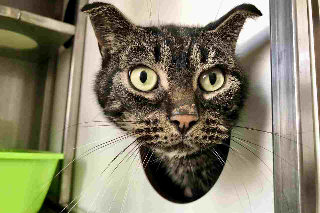 Conheça Finn, gato que sobreviveu a 52 dias de abandono em casa vazia