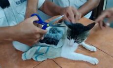 Gato é capturado ao entrar em presídio com carregamento de drogas