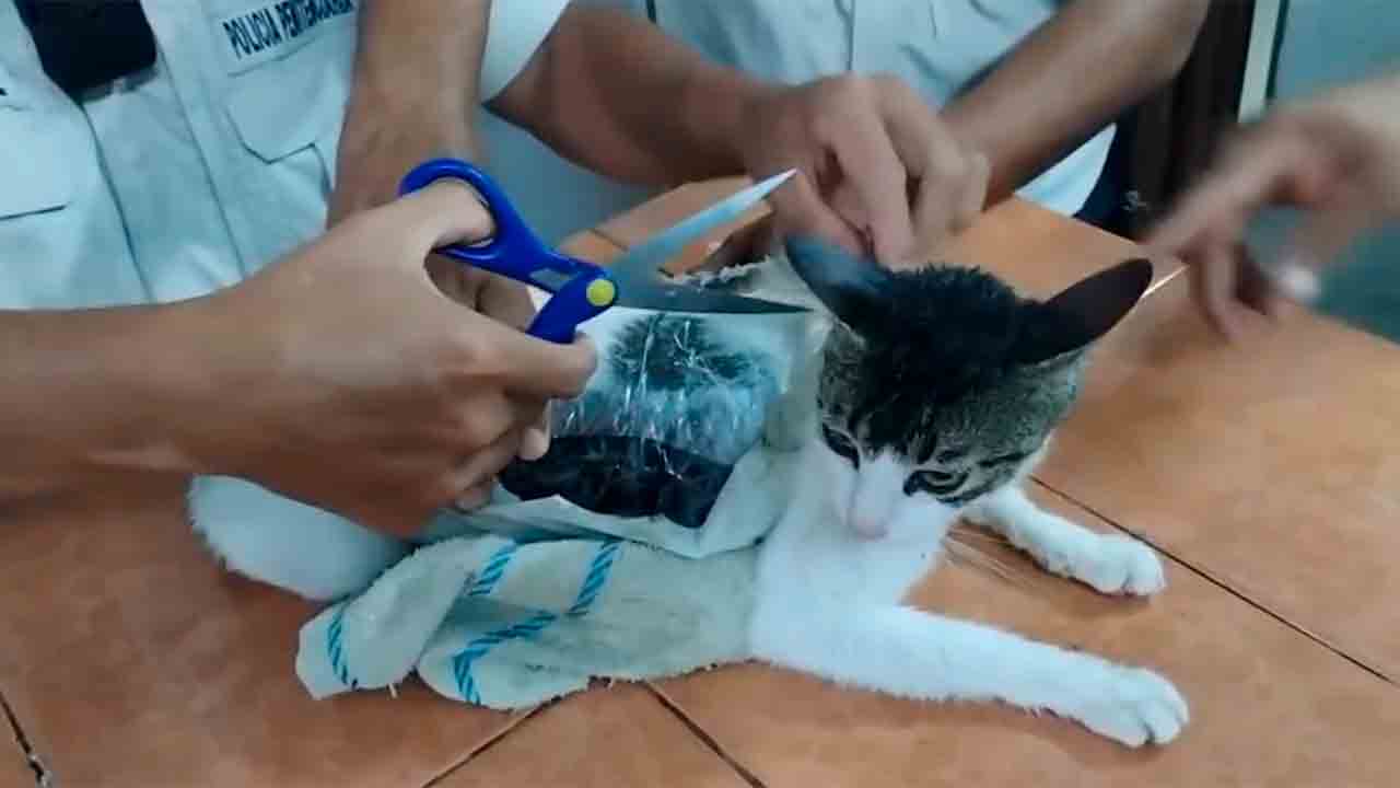 Kat wordt gepakt terwijl hij probeert gevangenis binnen te komen met drugs