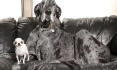 Livro dos Recordes promove encontro entre o maior e o menor cão do mundo