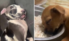 Vídeo hilário: esses cães sonolentos vão alegrar seu dia