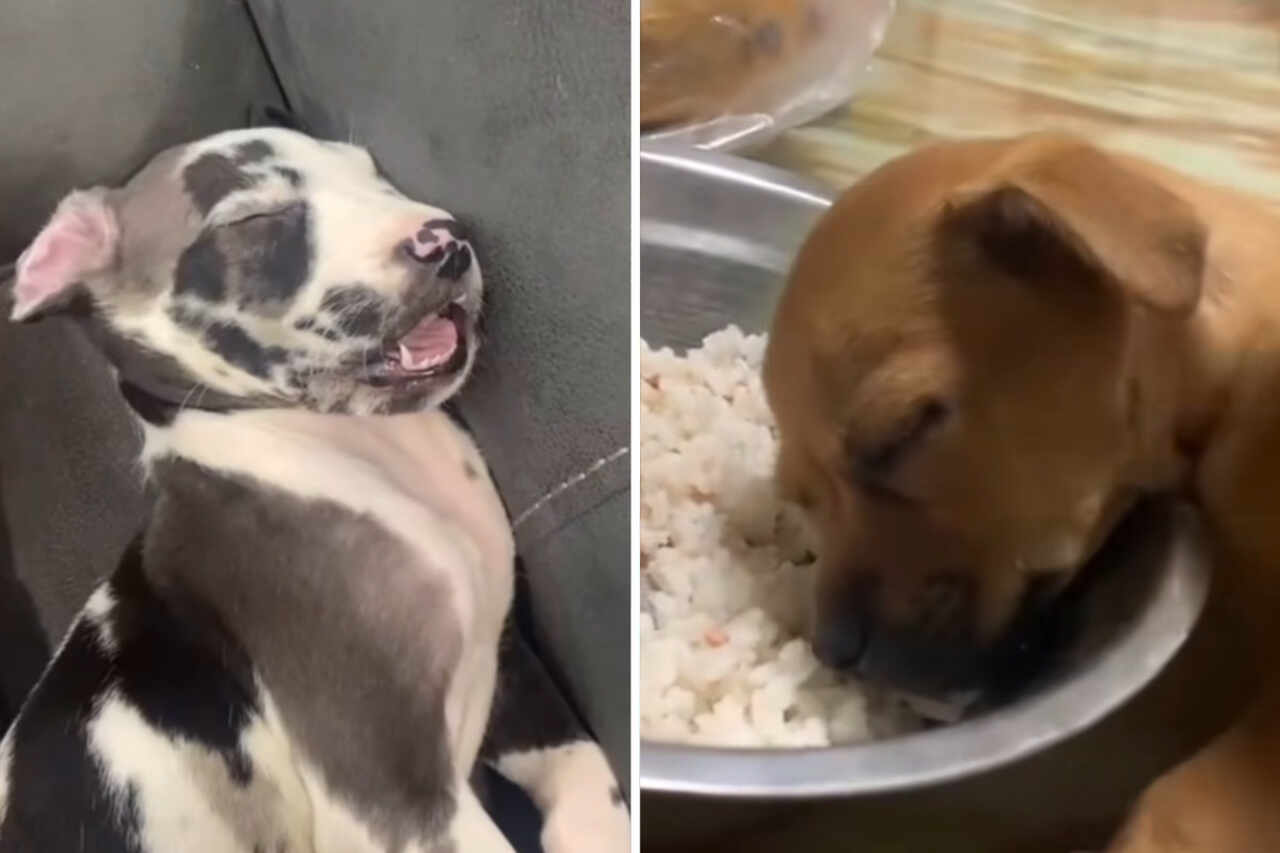 Vidéo amusante : ces chiens endormis vont égayer votre journée