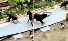 Vídeo impressionante registra luta de vida e morte entre cobra e cães