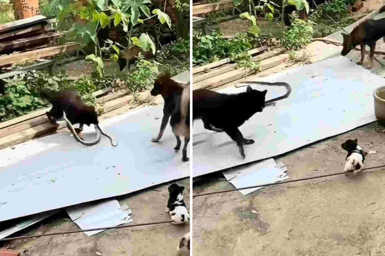 Utroligt video viser liv-og-død kamp mellem en slange og hunde