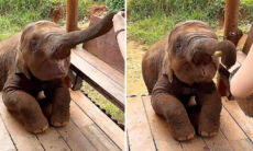 Esse vídeo de bebê elefante comendo é a coisa mais fofa que você vai ver hoje