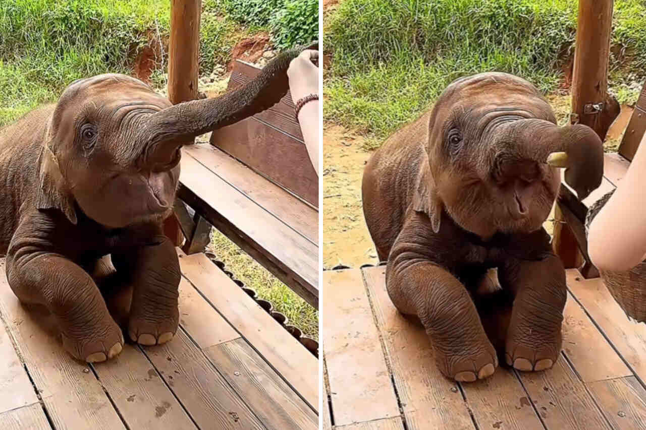 Esse vídeo de bebê elefante comendo é a coisa mais fofa que você vai ver hoje