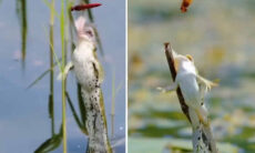 Vídeo impressionante registra acrobacias de sapos perseguindo suas presas
