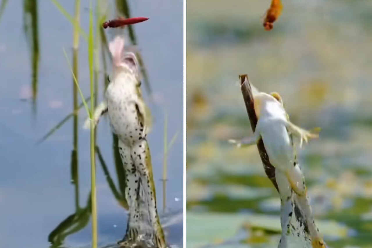 Imponerande video fångar grodors akrobatik när de jagar sina byten