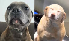 Esse vídeo hilário de cães "sorrindo" vai alegrar sua semana