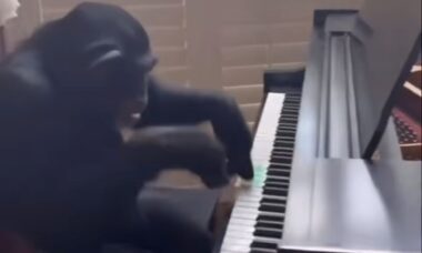 Vídeo hilário: chimpanzé protagoniza performance alucinante ao piano