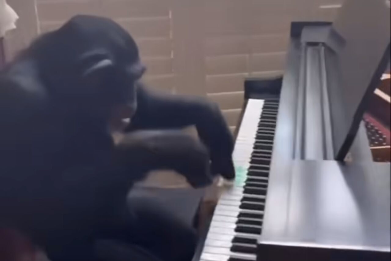 Vídeo hilário: chimpanzé protagoniza performance alucinante ao piano