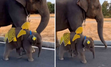 Vídeo: esse elefantinho vestido de abelha é a coisa mais fofa que você vai ver hoje
