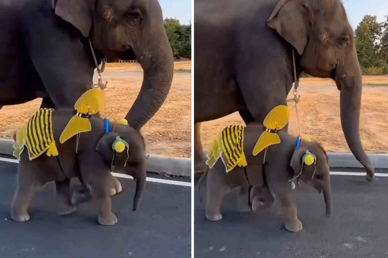 Vídeo: esse elefantinho vestido de abelha é a coisa mais fofa que você vai ver hoje