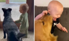 Vídeo fofo com interação de cães e bebês vai aquecer seu coração