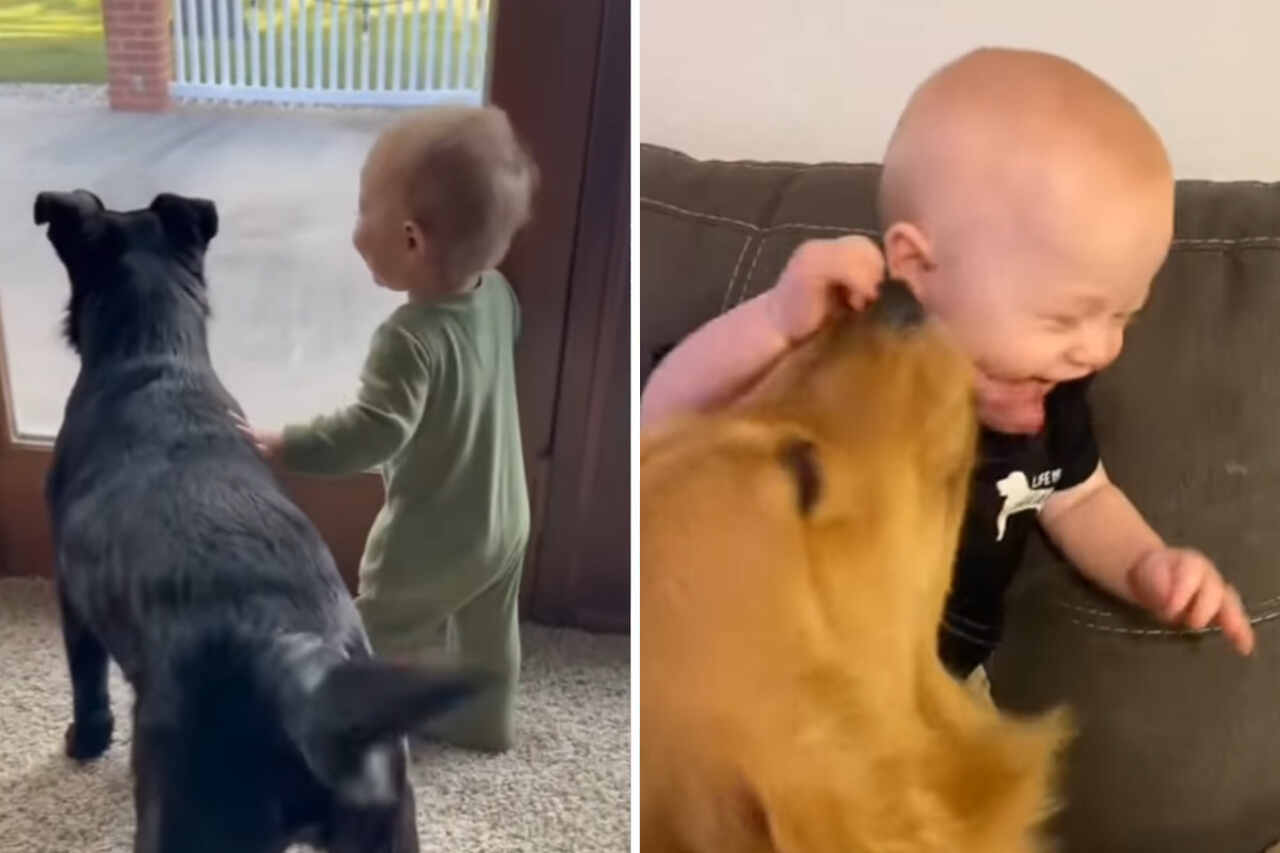 Vídeo fofo com interação de cães e bebês vai aquecer seu coração