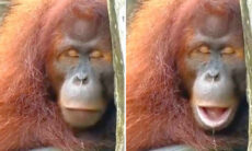 Vídeo hilário: tente não rir com esse orangotango sonolento