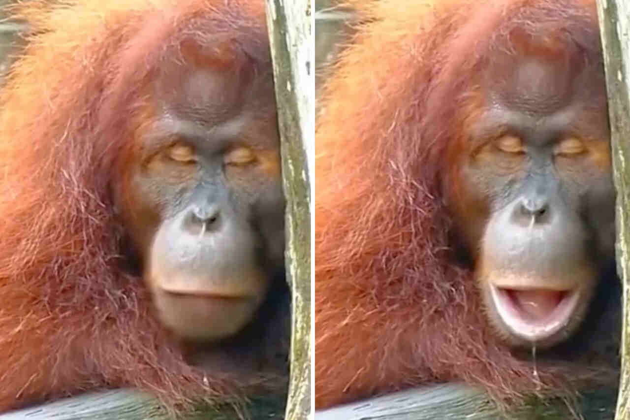 Vtipné video: zkuste se nezasmát tomuto ospalému orangutanovi