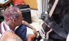 Vídeo: baixista do Red Hot Chili Peppers ensina gorila a "tocar" o instrumento