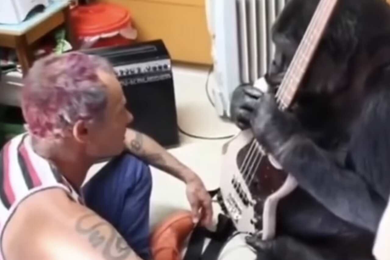 Vídeo: baixista do Red Hot Chili Peppers ensina gorila a "tocar" o instrumento