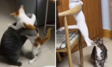 Vídeo hilário registra como seria a luta livre caso fosse protagonizada por gatos