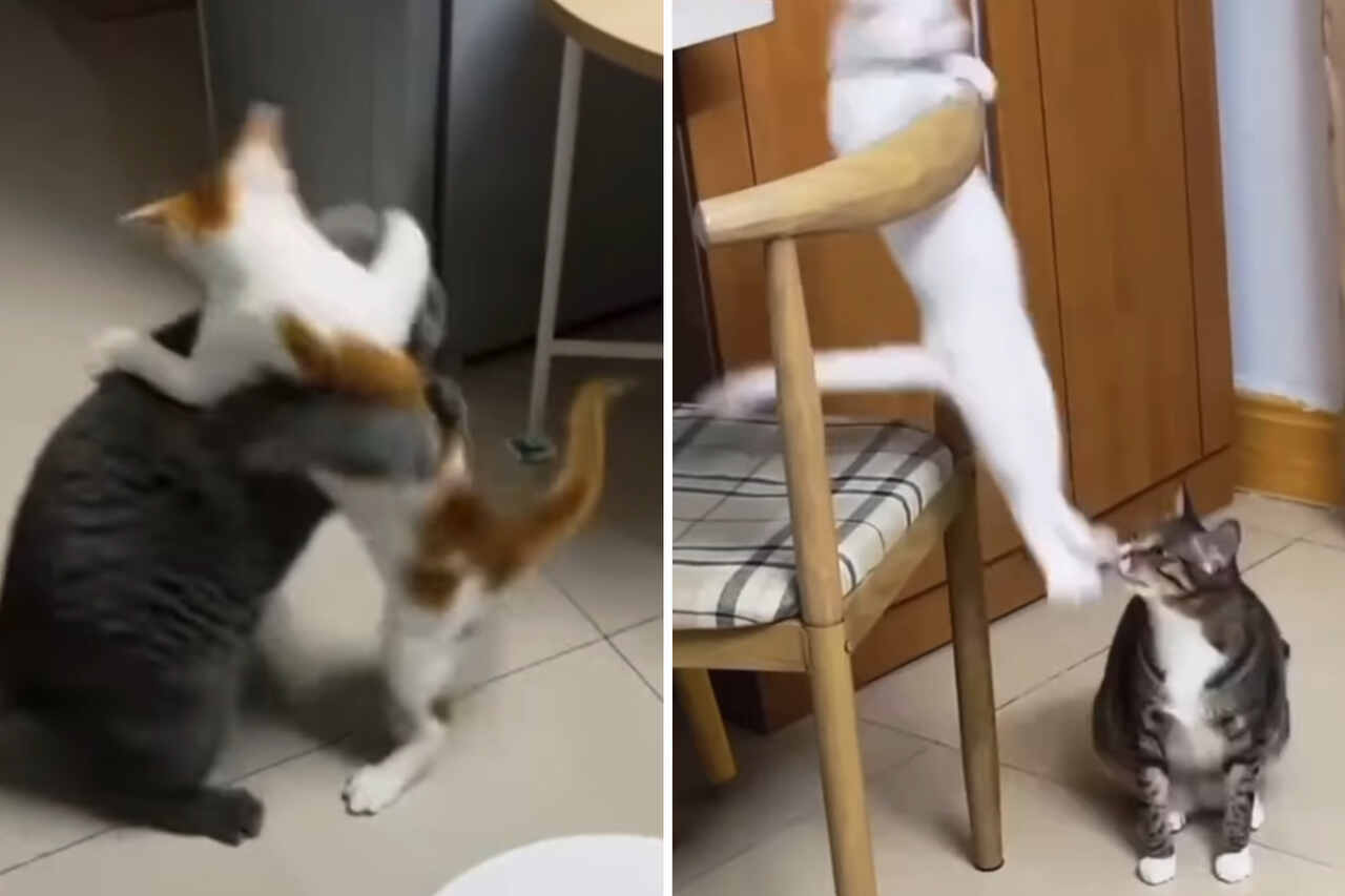 Vídeo hilário registra como seria a luta livre caso fosse protagonizada por gatos