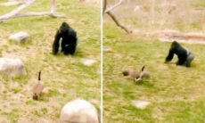 Vídeo: quem vence uma briga entre gorila e ganso? Você vai se surpreender