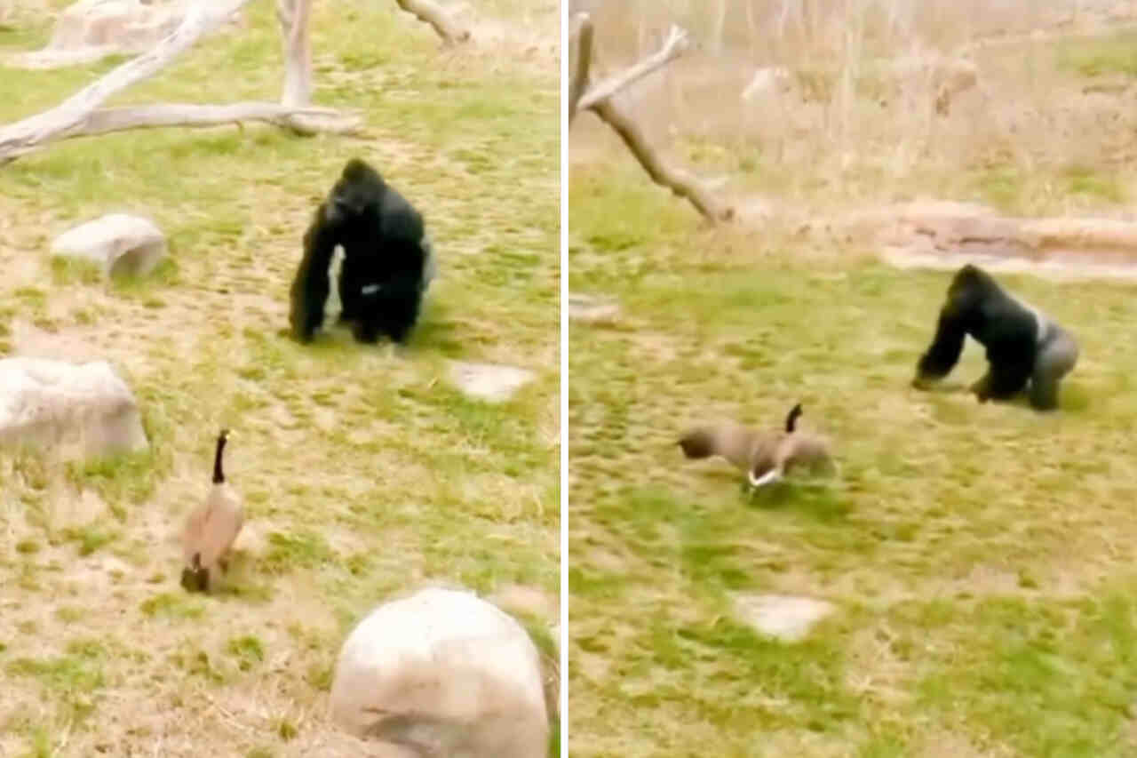 Video: chi vince una lotta tra un gorilla e un'anatra? Rimarrai sorpreso