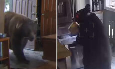 Vídeo impressionante: ursos espalham o terror na vizinhança