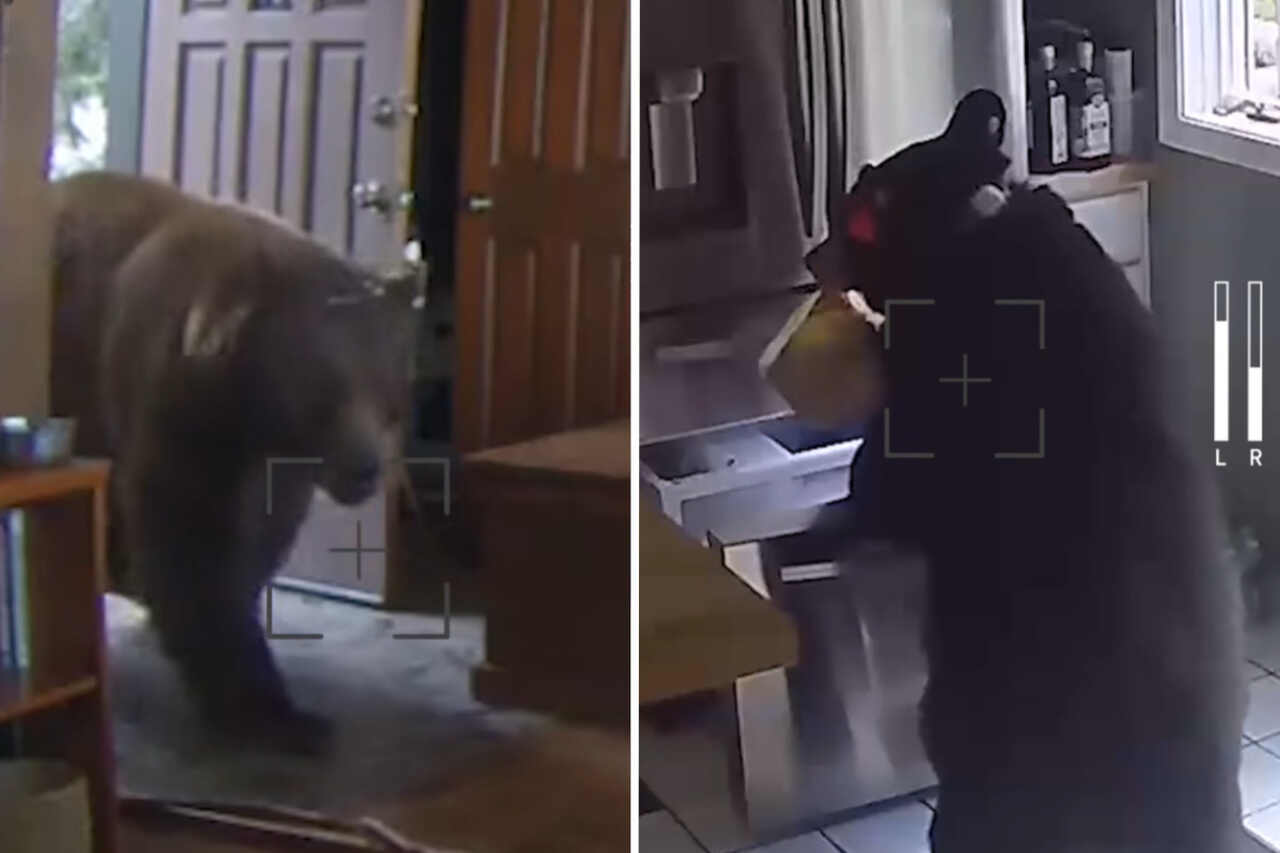 Vídeo impressionante: ursos espalham o terror na vizinhança