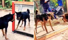 Vídeo hilário: cães "enlouquecem" ao ver a própria imagem no espelho