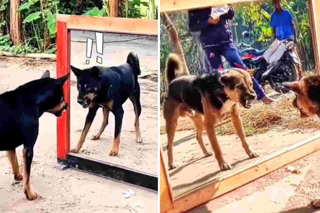 Lustiges Video: Hunde "drehen durch", wenn sie ihr Spiegelbild sehen