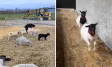 Vídeo hilário: tente não rir com essa coletânea de ovelhas e cabras