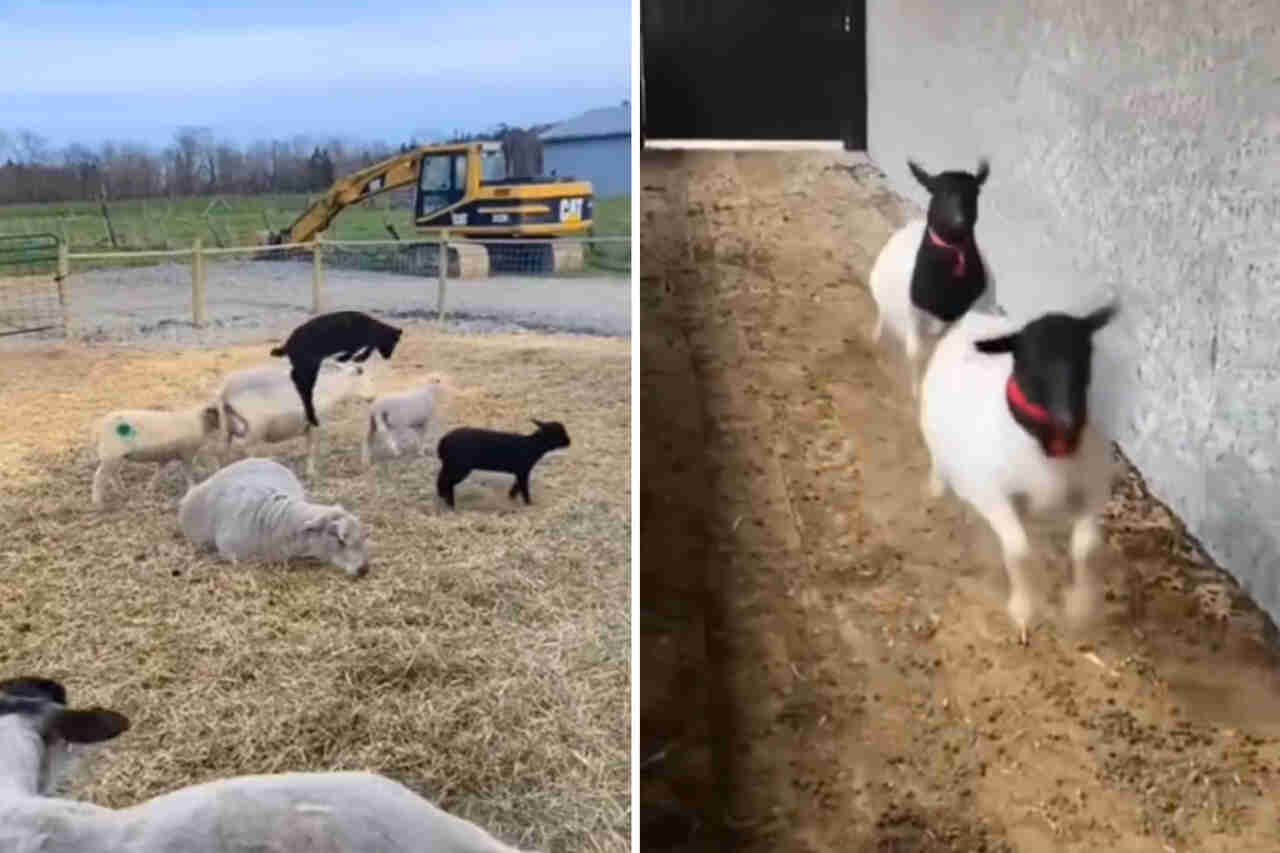 Rolig video: försök att inte skratta åt denna samling av får och getter
