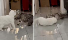 Vídeo: você nunca viu briga de gatos iguais a essa