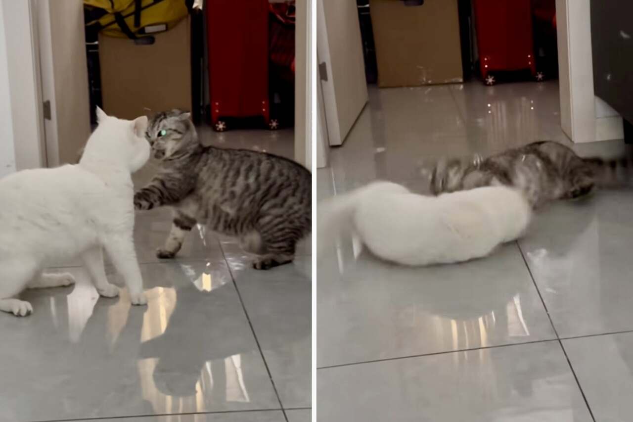 Video: Du har aldrig sett en kattbråk som denna