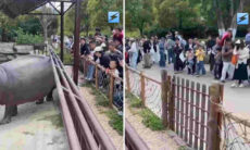 Vídeo hilário: hipopótamo flatulento dispersa visitantes em zoológico na China