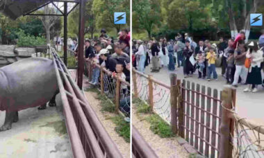Vídeo hilário: hipopótamo flatulento dispersa visitantes em zoológico na China