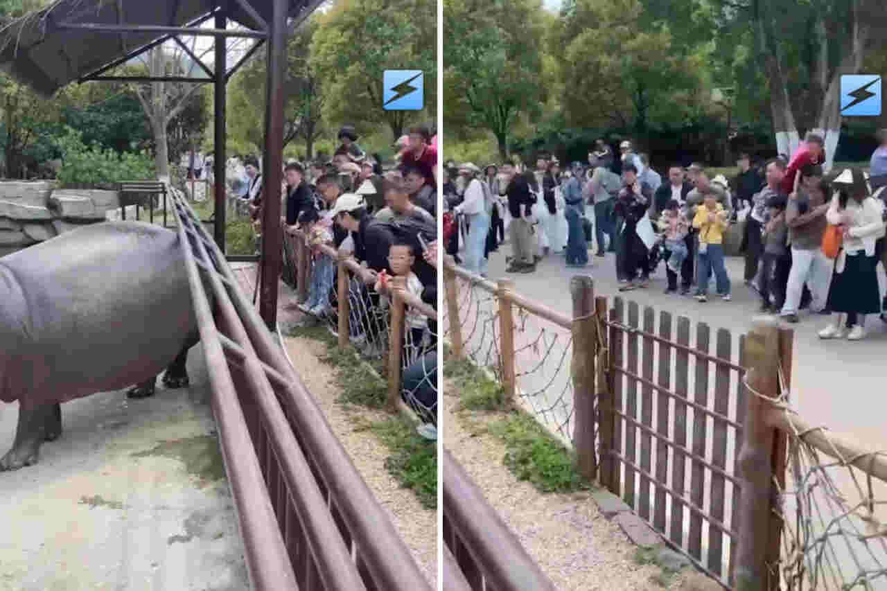 Hilarische video: scheetende nijlpaard jaagt bezoekers weg in een dierentuin in China