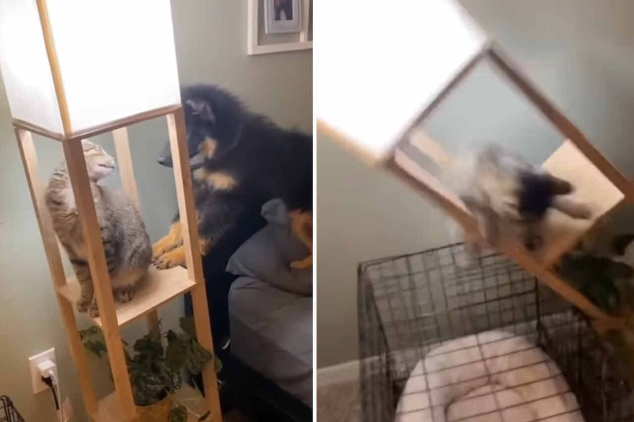 Morsom video: Katter er ikke alltid vinnere i slåsskamper med hunder