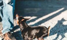 Com esse método simples e eficaz, seu cão vai parar de pular nas pessoas