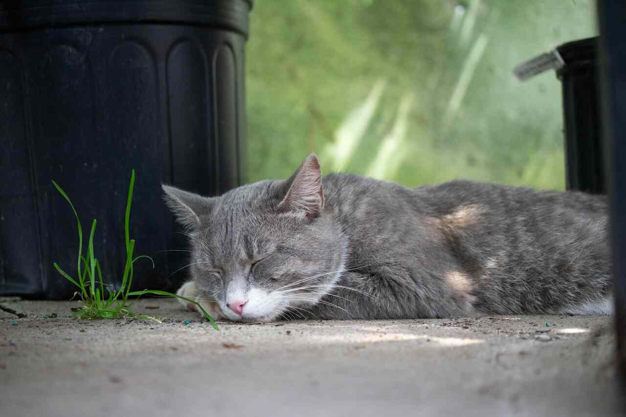 Especialista explica por que os gatos dormem em lugares bizarros