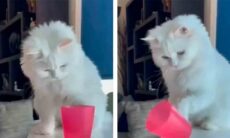 Vídeo registra o poder destruidor dos gatos